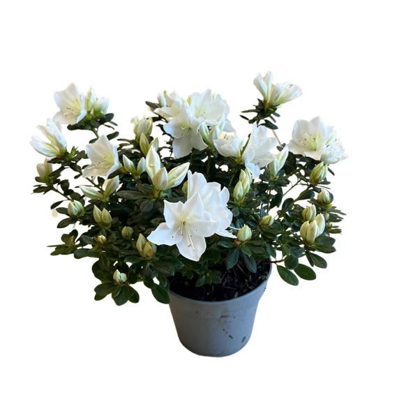Rhododendron Indicum 'White' (Açelya Çiçeği) ürün görseli 1