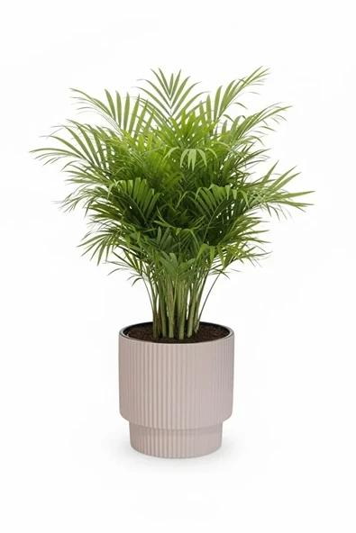 Serinova Vega Model Büyük Dekoratif Modern Saksı Ve Vazo 20 Lt ( 31,5 Cm X 32 Cm )İçsiz ürün görseli 1