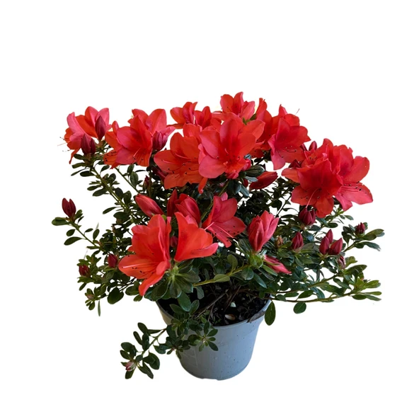 Rhododendron Indicum 'Red' (Açelya Çiçeği) ürün görseli 1