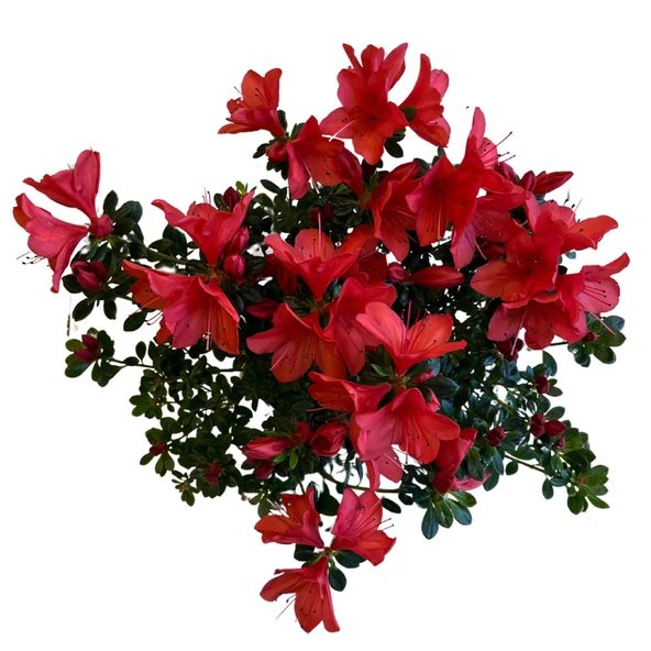 Rhododendron Indicum 'Red' (Açelya Çiçeği) - Resim 2