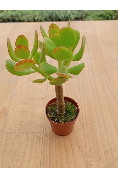 Crasula Ovata Sunset Para Çiçeği Fidanı 10-20 cm ürün görseli 1