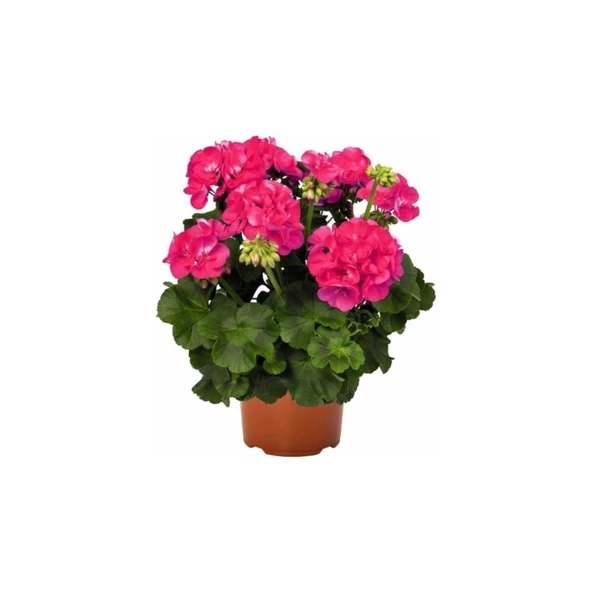 İran Gül Pembe Sardunya Çiçeği Fidesi 10-20 cm ürün görseli 1
