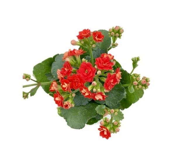 Kalanchoe Kalanşo Fidanı Kırmızı 10-20 Cm ürün görseli 1