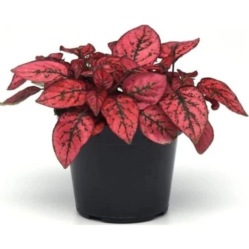 Hypoestes Hostes Çiçeği Kırmızı Benek 10-20 Cm ürün görseli 1