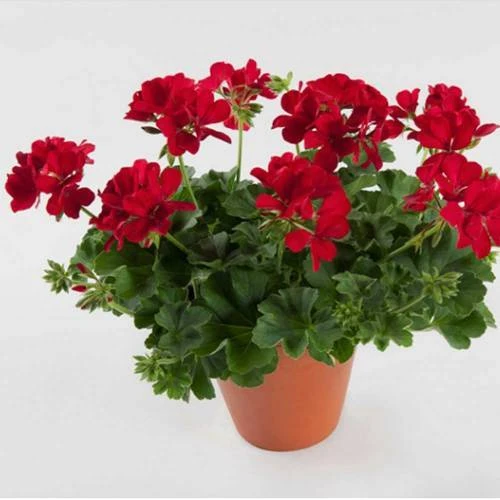 Sardunya Çiçeği Fidesi 10-20 cm 3 Adet ürün görseli 1