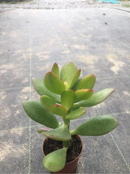 Para Çiçeği Fidanı 10-20 Cm - Resim 2