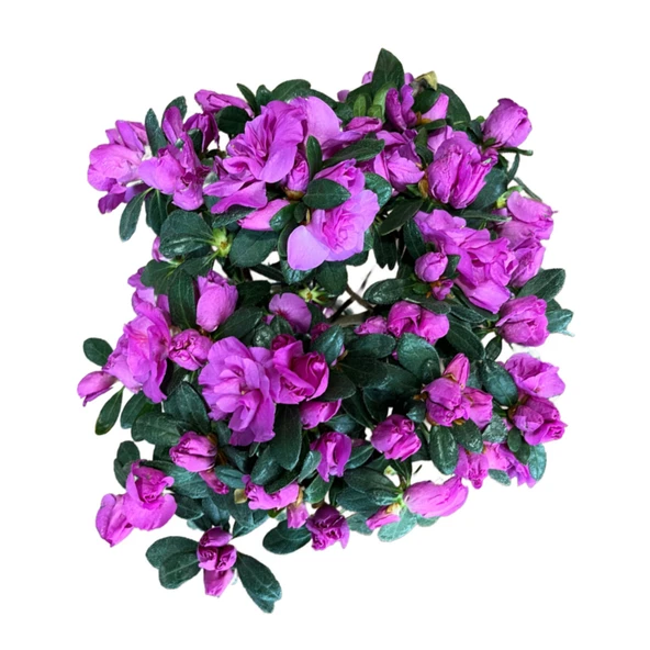 PTTAVM: Rhododendron Indicum 'Purple' (Aelya iei)