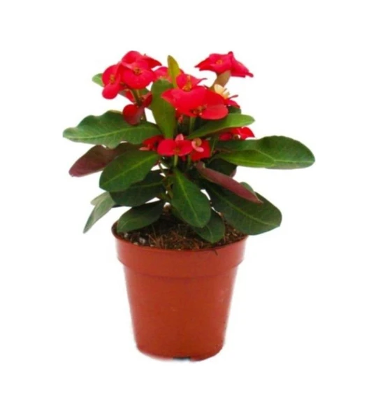 Euphorbia Milli Dikenler Tacı Kırmızı Renk 10-20 Cm ürün görseli 1