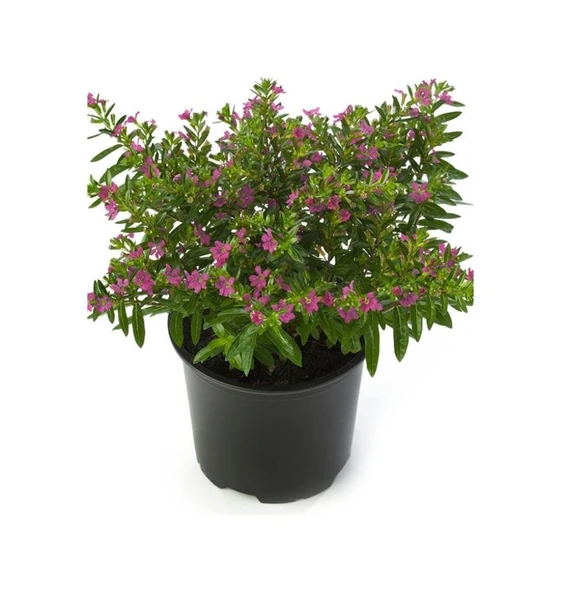 Kufeya Çiçeği Fidanı Cuphea Hyssopifolia 10-20 Cm ürün görseli 1