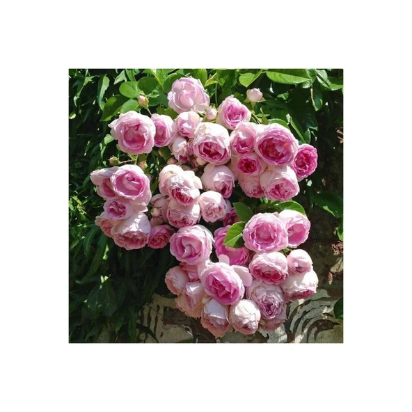 Pembe Beyaz Yediveren Sarmaşık Ponpon Gül Fidanı 10-20 Cm ürün görseli 1