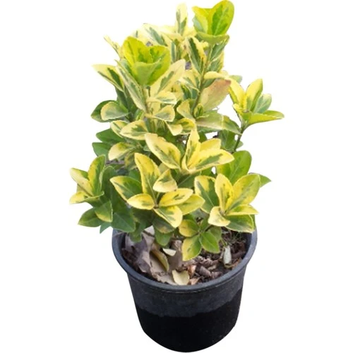 Gold Taflan Fidanı 20-40 cm ürün görseli 1