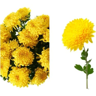 Kasımpatı Çiçeği Fidanı 10-20 cm Sarı ürün görseli 1