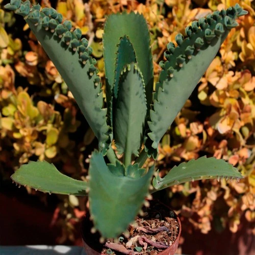 Aşkın Gözyaşı Çiçeği Mini (Kalanchoe Daigremontiana) Fidanı 10-20 cm ürün görseli 1
