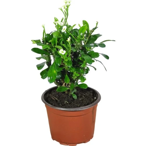 Efhorbia Dikenler Tacı Çiçeği Beyaz 10-20 cm ürün görseli 1