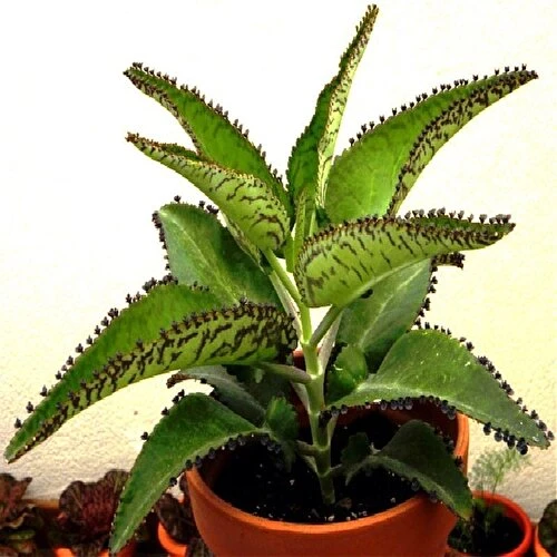 Aşkın Gözyaşı Çiçeği (Kalanchoe Daigremontiana) 10-20 cm ürün görseli 1