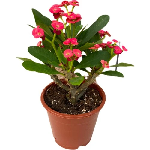 Dikenler Tacı Çiçeği Kırmızı Efhorbia Fidanı 10-20 cm ürün görseli 1
