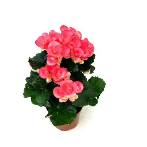 Begonya Çiçeği Fidanı Pembe 10-20 cm ürün görseli 1