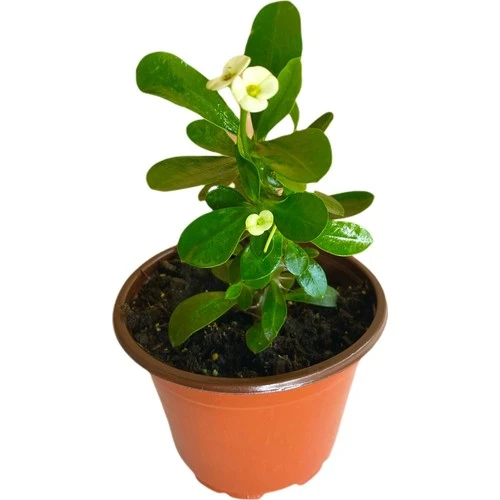 Beyaz Efhorbia Küçük Boy Dikenler Tacı Fidanı Beyaz 10-20 cm ürün görseli 1