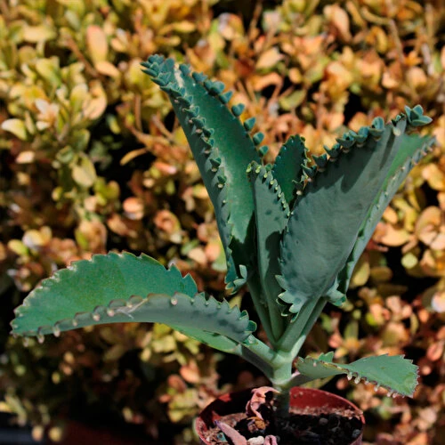 Aşkın Gözyaşı Çiçeği Mini (Kalanchoe Daigremontiana) 10-20 cm ürün görseli 1