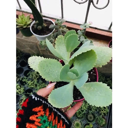 Kalanchoe Daigremontiana Aşkın Gözyaşı Fidanı 10-20 cm ürün görseli 1