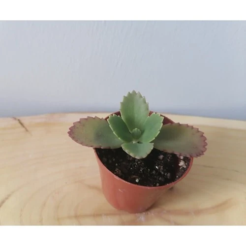 Aşkın Gözyaşı - Kalonche Daigremontiana Fidanı 10-20 cm ürün görseli 1