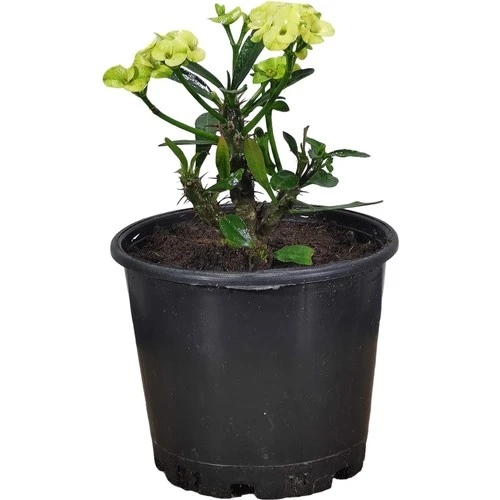 Efhorbia Dikenler Tacı Çiçeği Fidanı Sarı 10-20 cm ürün görseli 1