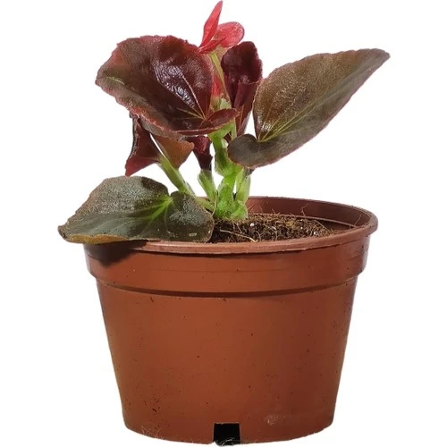 Begonya Fidanı Şeker Kırmızı (Begonia Xsemperflorens) 10-20 cm ürün görseli 1