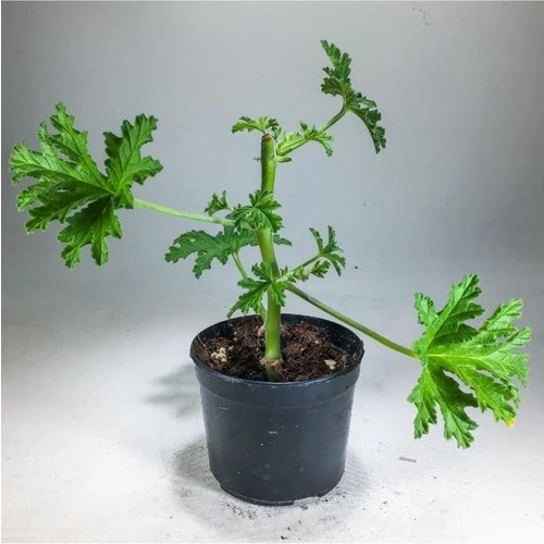 Pelargonium Graveolens Itır Bitkisi Mis Kokulu 10-20 cm ürün görseli 1