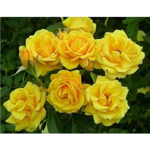 Sarı Gül Fidanı Yediveren Kokulu 10-20 cm ürün görseli 1