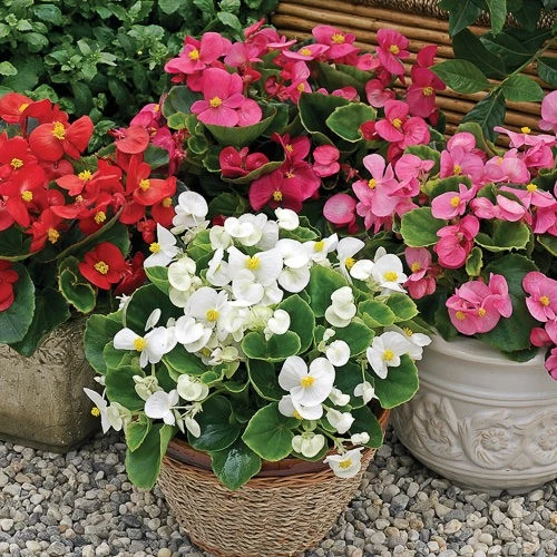Şeker Begonya Fidanı 3’lü Set Karışık Renklerde 10-20 cm ürün görseli 1