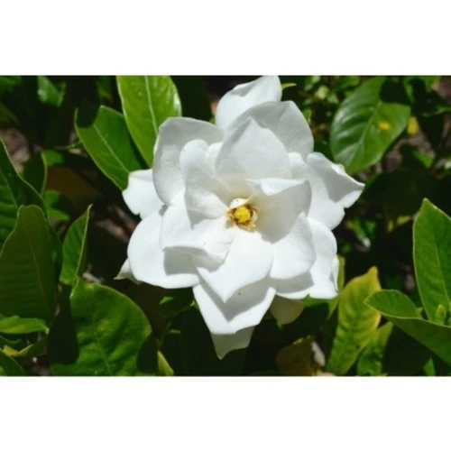 Gardenya Çiçeği Fidanı 10-20 cm - Resim 3