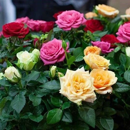 Kokulu Karışık Gül Fidanı Paketi 2 Adet 10-20 cm ürün görseli 1