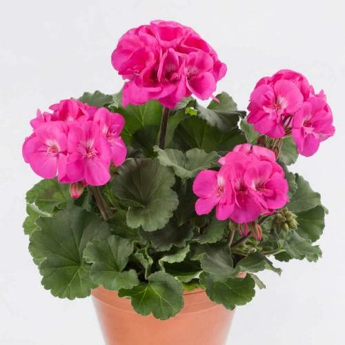 Armin Hatun Şeker Pembe Sardunya Fidanı 10-20 cm ürün görseli 1