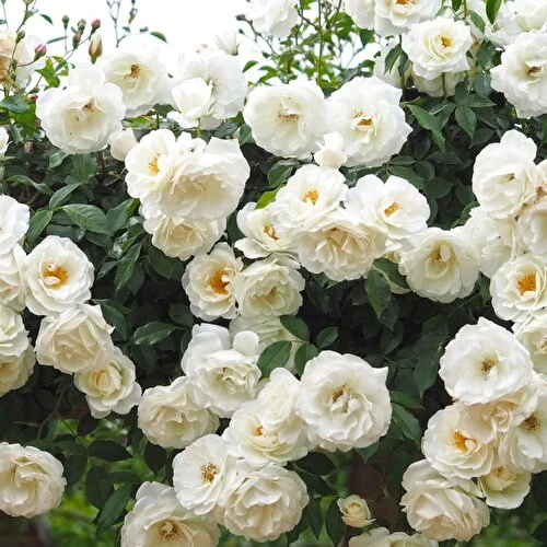 Kar Beyazı Sarmaşık Kokulu Gül Fidanı 10-20 cm ürün görseli 1