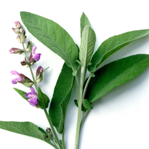 Salvia Officinalis Adaçayı Fidesi 10-20 cm ürün görseli 1