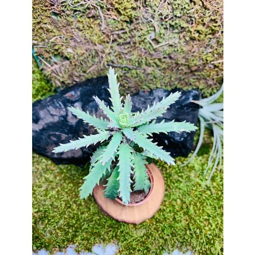 Aşkın Gözyaşı Bitkisi Mother Of Thousands 10-20 cm ürün görseli 1