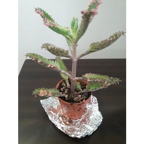 Kalonchoe Daigremantione / Aşkın Gözyaşı Çiçeği Fidanı 10-20 cm ürün görseli 1