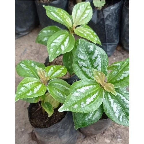 Silver Begonia Karyağdı Gümüş Begonya 10-20 cm 1 Adet ürün görseli 1