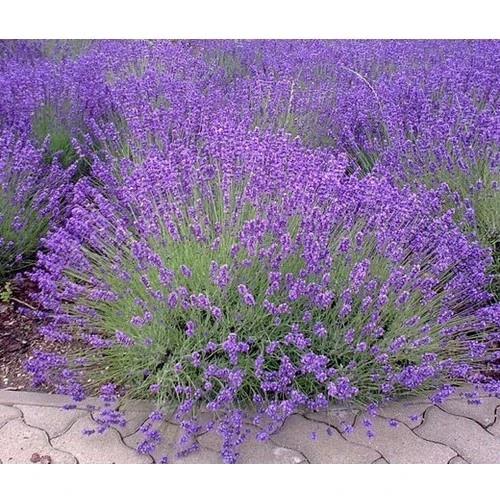 BlueViolet Moru Lavanta Fidanı Saksılı 3 Adet 10-20 cm ürün görseli 1