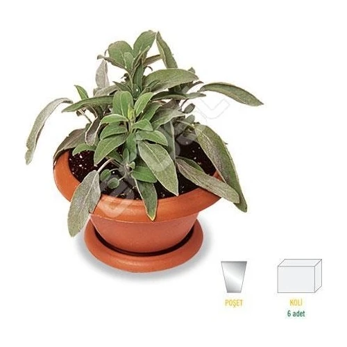 Kokulu Şalba Fidanı Salvia Adaçayı 10-20 cm ürün görseli 1