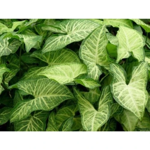 Melek Kanadı Çiçeği Fidanı 20-40 cm ürün görseli 1