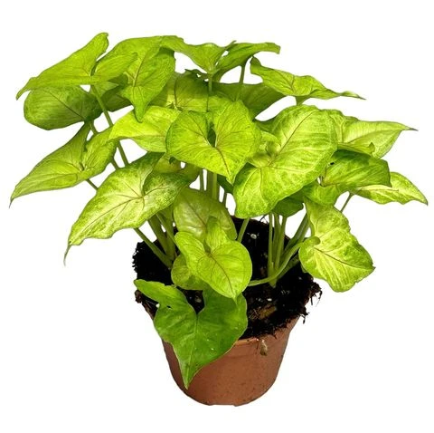 Melek Kanadı Çiçeği Fidanı 20-40 cm ürün görseli 1