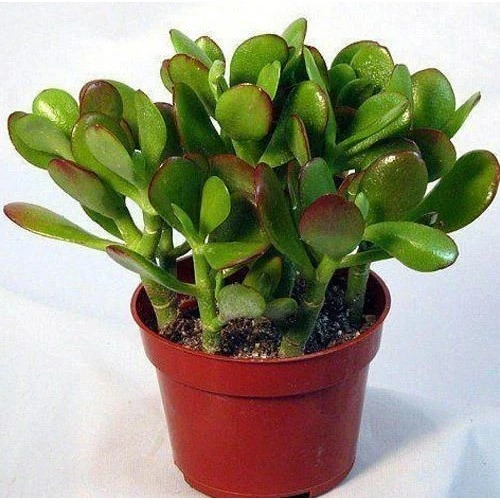Para Ağacı Fidanı Yerli Üretim Saksı 10-20 cm ürün görseli 1