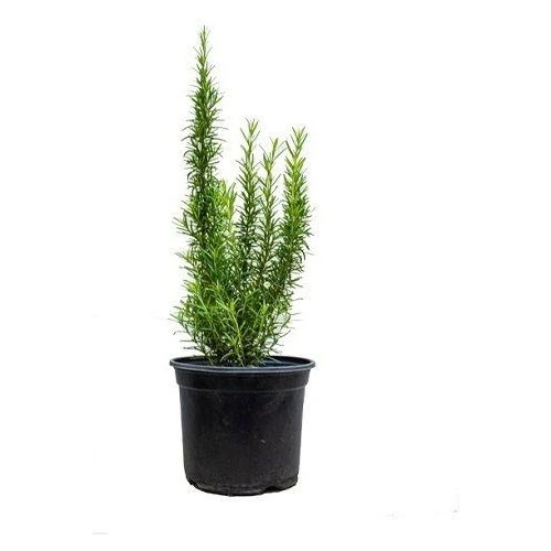 Biberiye Kuşdili Fidanı 5 Adet 10-30 cm ürün görseli 1