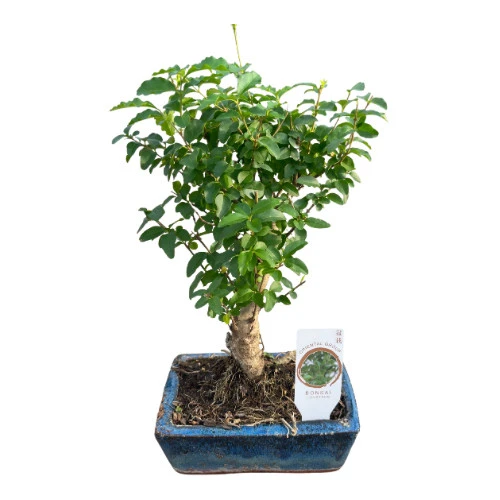 Bonsai - Ligustrum ürün görseli 1