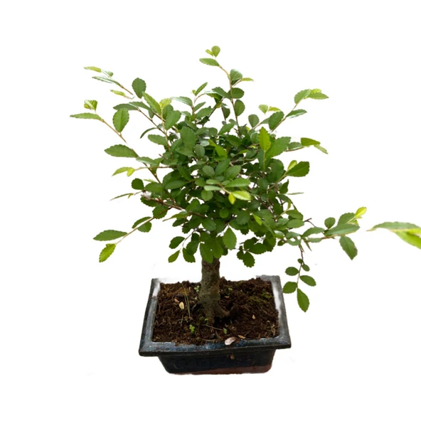 Bonsai - Zelkova ürün görseli 1