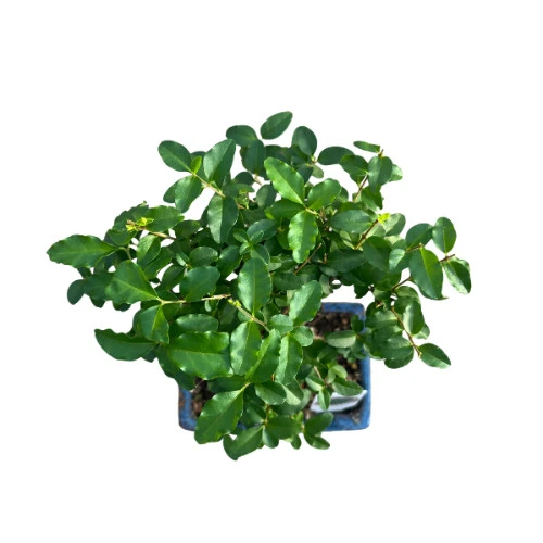 Bonsai - Ligustrum - Resim 2
