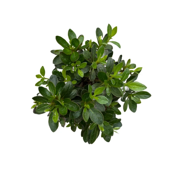 Bonsai - Azalea - Resim 2