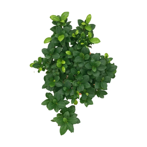 Ficus Microcarpa 'Ginseng Bonsai' - Resim 2