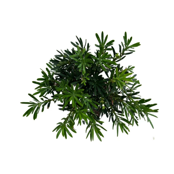 Bonsai - Podocarpus - Resim 2